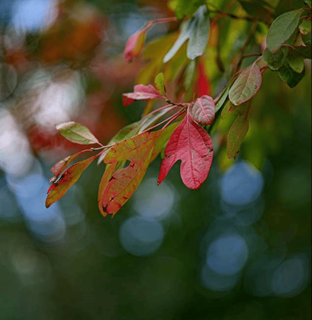 Bóc tách Sigma 85mm F1.4 DG DN Art: Lens Sigma chụp chân dung siêu nét