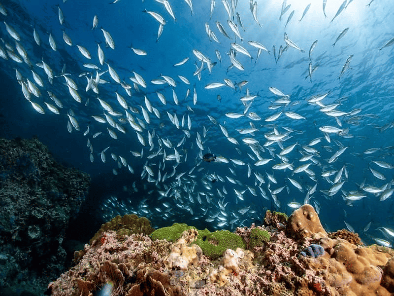 Điểm danh những dòng máy ảnh chụp dưới nước tốt nhất hiện nay