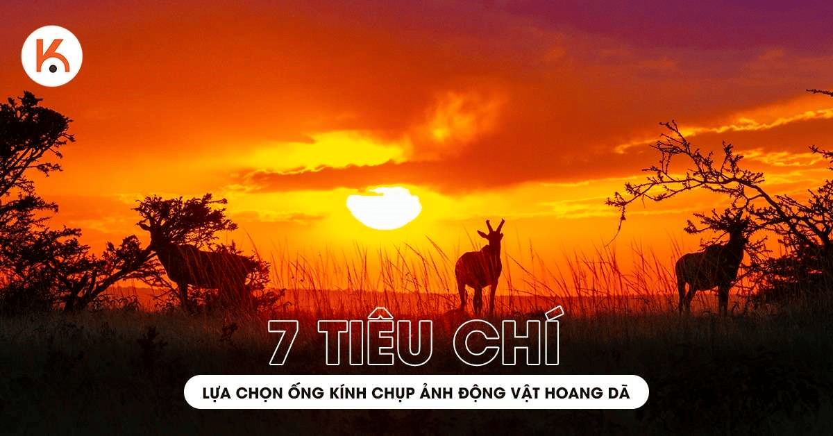 7 tiêu chí lựa chọn ống kính chụp ảnh động vật hoang dã